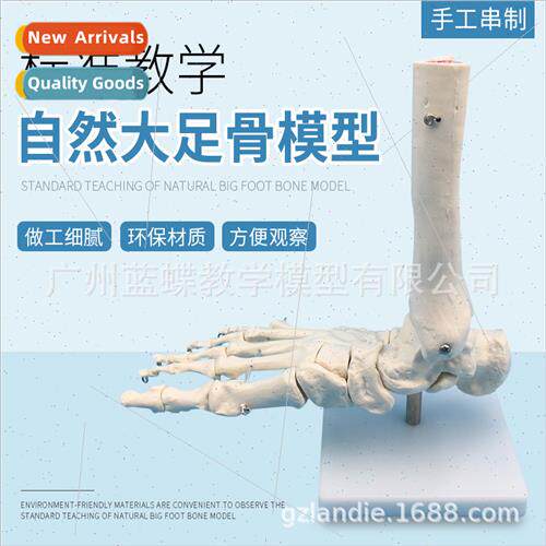 1:1 Foot Joint Model Foot Bone Model Foot Joint Foot Bone Fo