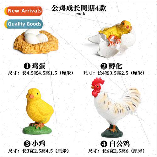 Children Montessori simulation animal solid growth cycle mod
