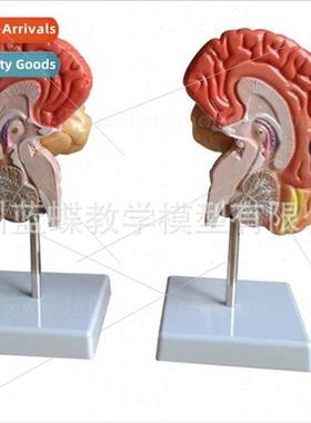 Brain model brain functional areas color model human brain a