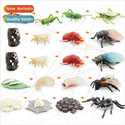 Mini Insects Set Grasshopper Bee Spider Growth Cycle fe Stag
