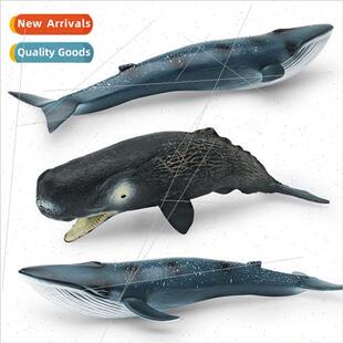 Undersea creatures whale model sperm whale blue whale adapte
