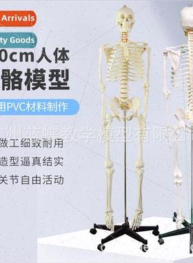 170CM human skeleton model skeleton whole body adult small s