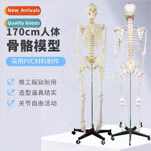 170CM human skeleton model skeleton whole body adult small s