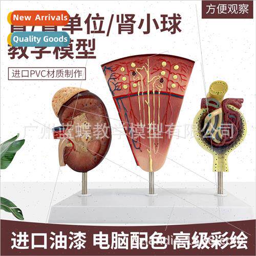 Teaching human renal un glomerular model renal anatomy model