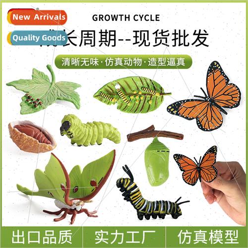 Insect Animal Growth Cycle Model na Moth Butterfly Growth Cy