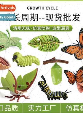 Insect Animal Growth Cycle Model na Moth Butterfly Growth Cy