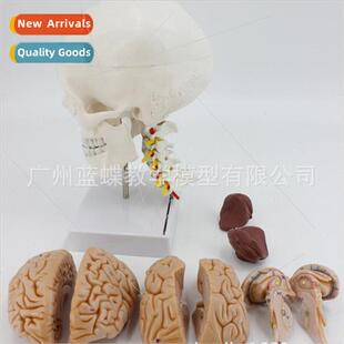 Human skull model Natural skull wh cervical vertebrae attach