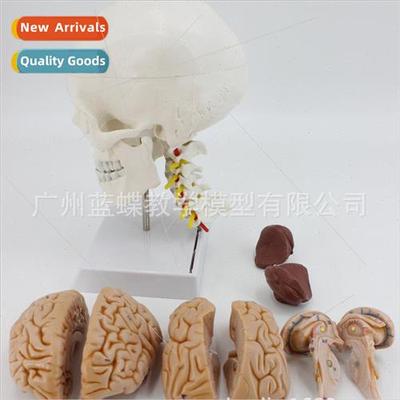 Human skull model Natural skull wh cervical vertebrae attach