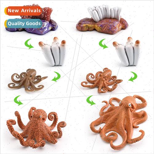 Solid marine life octopus life growth cycle model toys适用ch