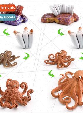 Solid marine life octopus life growth cycle model toys适用ch