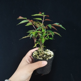 南京漆树,野槭树 南京漆树桩红枫盆景 南京漆树 盆栽实生苗小丛林