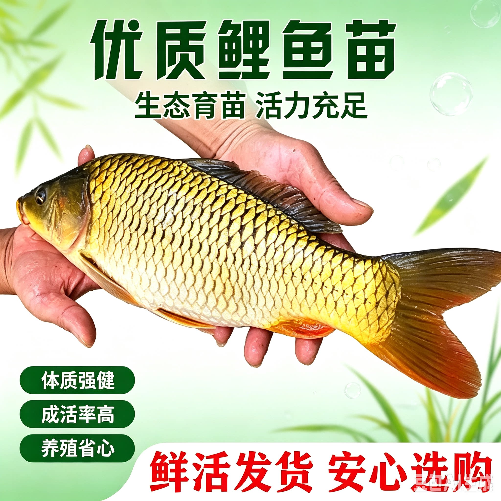 大品种鲤鱼苗建鲤丰鲤鱼稻田鲤淡水养殖草鱼苗大种工程鲫鱼苗包活