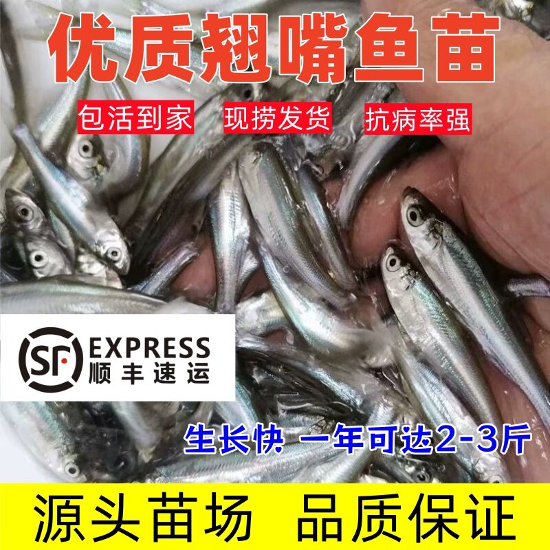 顺丰中通包邮优质翘嘴鱼苗特大鱼苗渔场直销冷水淡水养殖包活到手