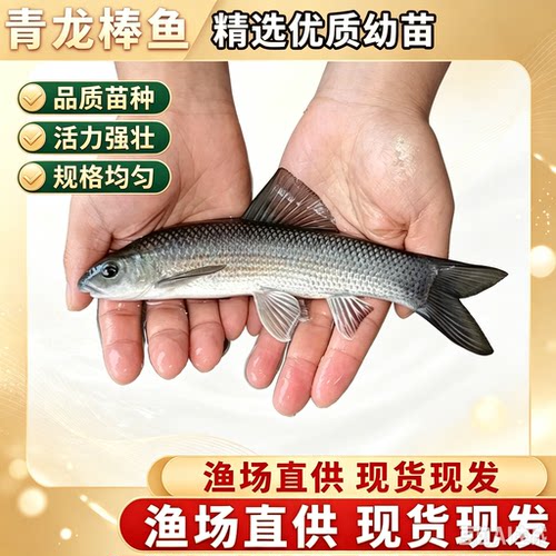 广东青龙棒鱼苗川华鲮油