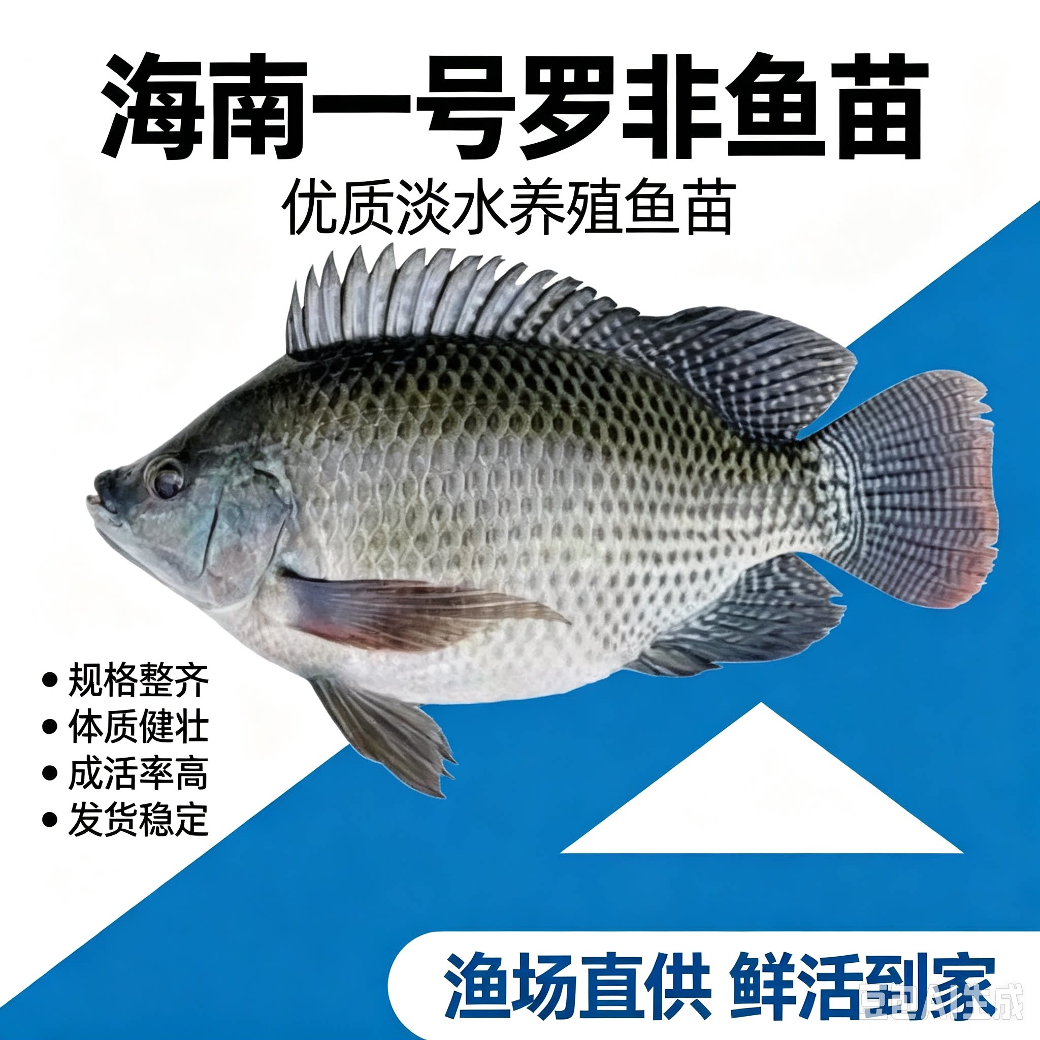 浙江罗非鱼苗特大种脆肉图片