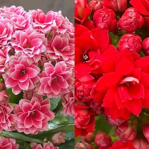 长寿花福利特价款四季开花带花苞（110规格）