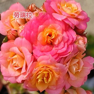 劳瑞拉长寿花带花苞四季开花阳台盆栽植物