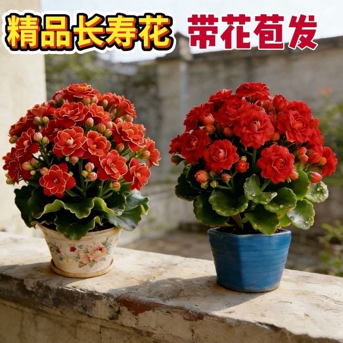 长寿花带花苞盆栽植物阳台庭院四季开花80规格小盆