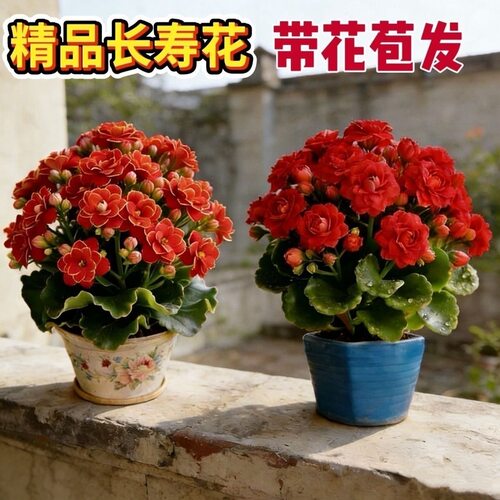 长寿花带花苞盆栽植物阳台庭院四季开花80规格小盆