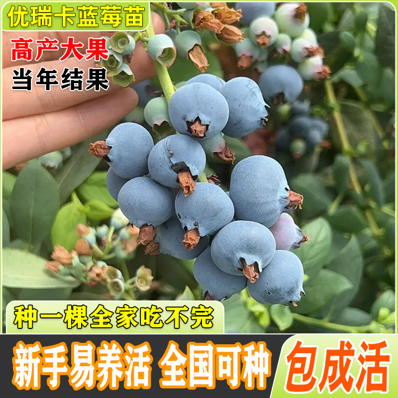 瑞卡蓝莓苗果苗南北方种植早熟