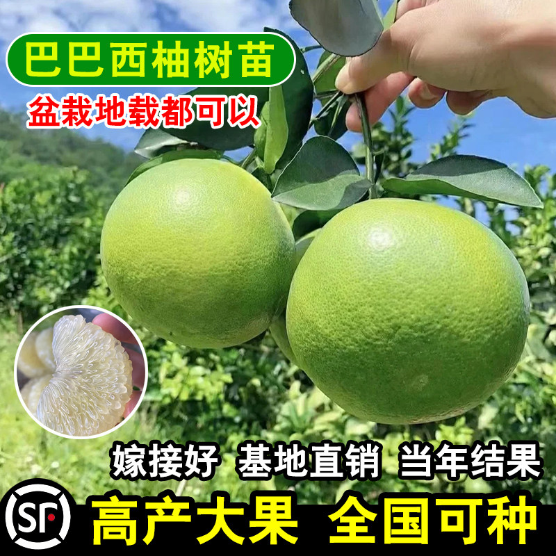 巴巴西柚树苗 嫁接柚子苗 四季南方北方盆栽地栽庭院阳台种植包邮