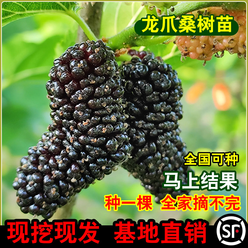 龙爪桑树苗新品种桑葚树苗盆栽地栽南北方桑树活苗嫁接四季果桑苗