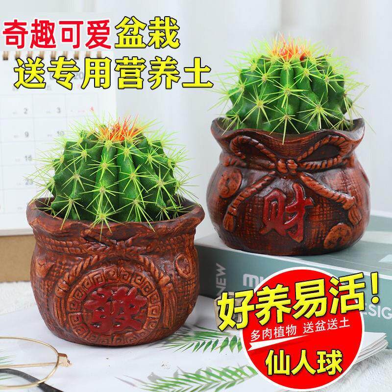 金冠金琥仙人球开花植物芦荟办公室书房桌面盆栽防某射吸某醛绿植