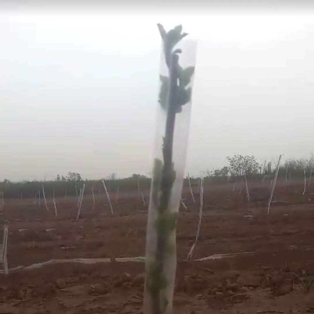 花木树木果树防冻膜保温膜暖罩果木树苗防寒嫁接直筒塑料套套袋袋