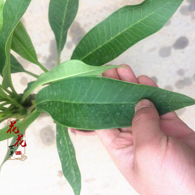 鸡蛋花盆栽鸡蛋花苗红黄鸡蛋花苗鸡蛋花树苗珍稀绿植室内阳台盆栽