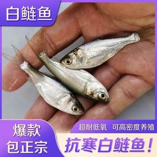 白鲢鱼苗本地鱼苗淡水鱼苗四大家鱼活体鱼苗水鲢跳鲢鲢子淡水养殖