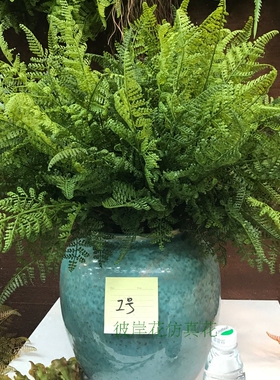 7叉波斯蕨叶仿真蕨草绿色排草