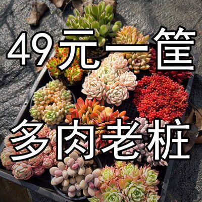 多肉植物独立包装基地整箱老桩多头肉肉好养清仓爆盆花卉组合盆栽
