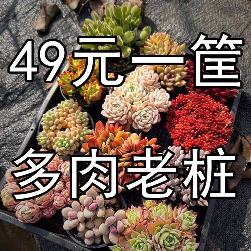 多肉植物独立包装基地整箱老桩多头肉肉好养清仓爆盆花卉组合盆栽