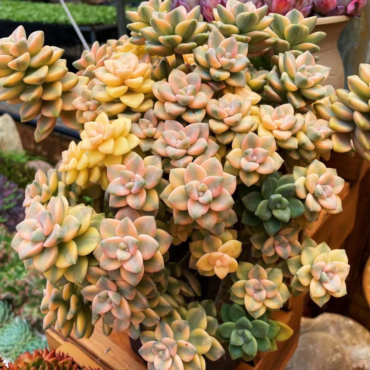 美杏锦多肉植物室内阳台盆栽肉肉组合新手好养基地直发稀缺缀化