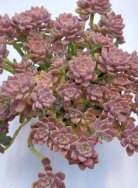 多肉植物老桩阿伦培新手阳台盆栽露养皮实好养基地直发