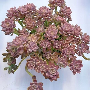 多肉植物老桩阿伦培新手阳台盆栽露养皮实好养基地直发