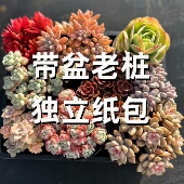 多肉植物带盆阳台盆栽组合新手花草花卉绿植玉露红宝石橙梦露套餐