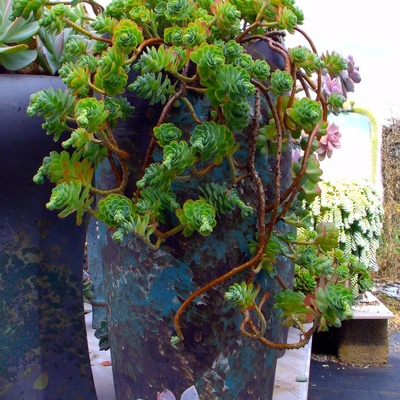 圆叶薄化妆老桩多肉薄化妆多头群生缺口盆室内阳台植物群生老桩