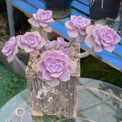 四季好养活室内多肉植物