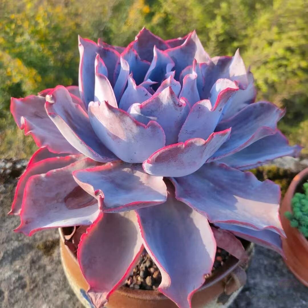 多肉植物晚霞仙子新手盆栽植物室内阳台肉肉桌面小老桩 - 实物图
