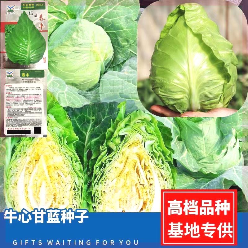 牛心甘蓝种子春秋播包菜卷心菜高产早中熟甘兰蔬菜种籽青牛心包菜-封面