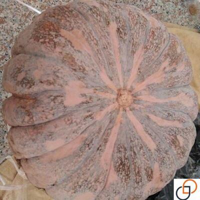 磨盘大南瓜种子农家高产