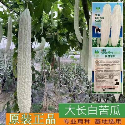 白苦瓜种籽大长白苦瓜种子早熟中熟特大四季蔬菜春天四季播种菜子