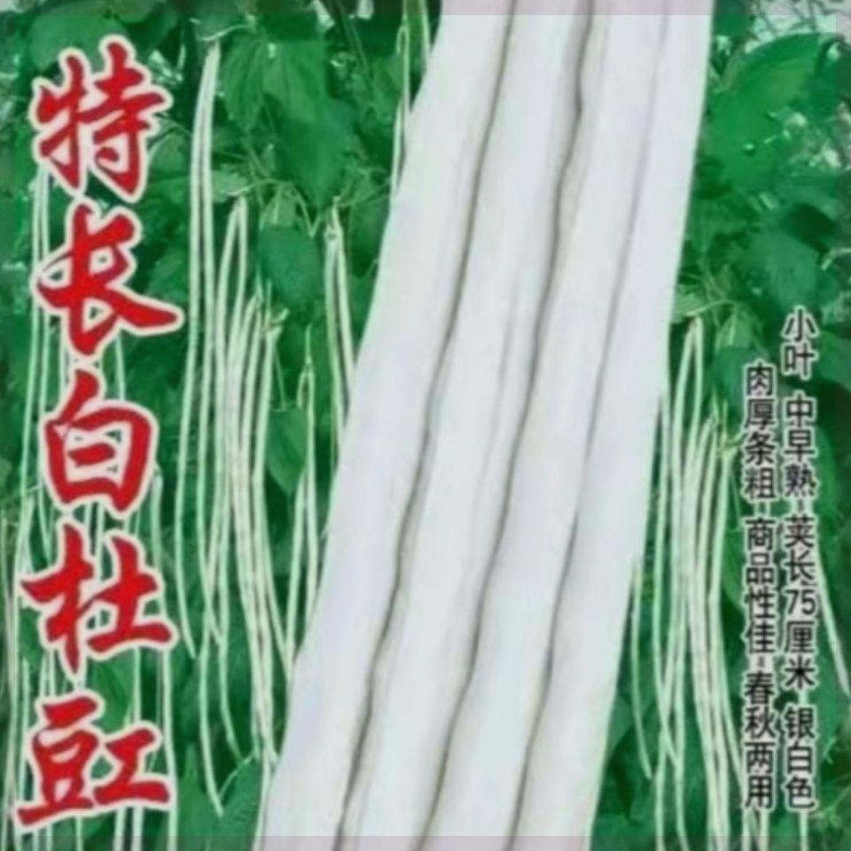 特长白豇豆种子 高产厚肉甜豆角 长豆角大田春夏秋季 蔬菜种子