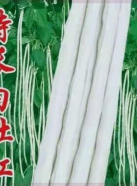 特长白豇豆种子 高产厚肉甜豆角 长豆角大田春夏秋季 蔬菜种子
