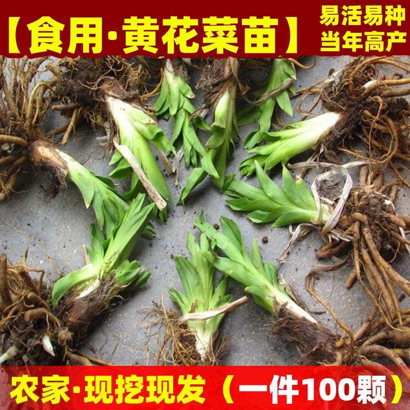 黄花菜种苗现挖黄色根苗图片