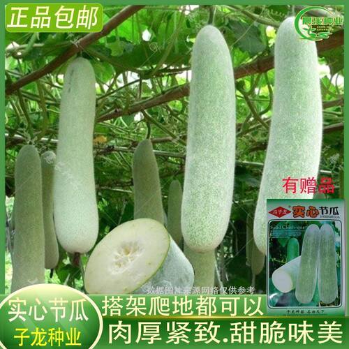 台湾小冬瓜长款实心节瓜种子满爬地迷你毛节瓜四季高产盆栽蔬菜种