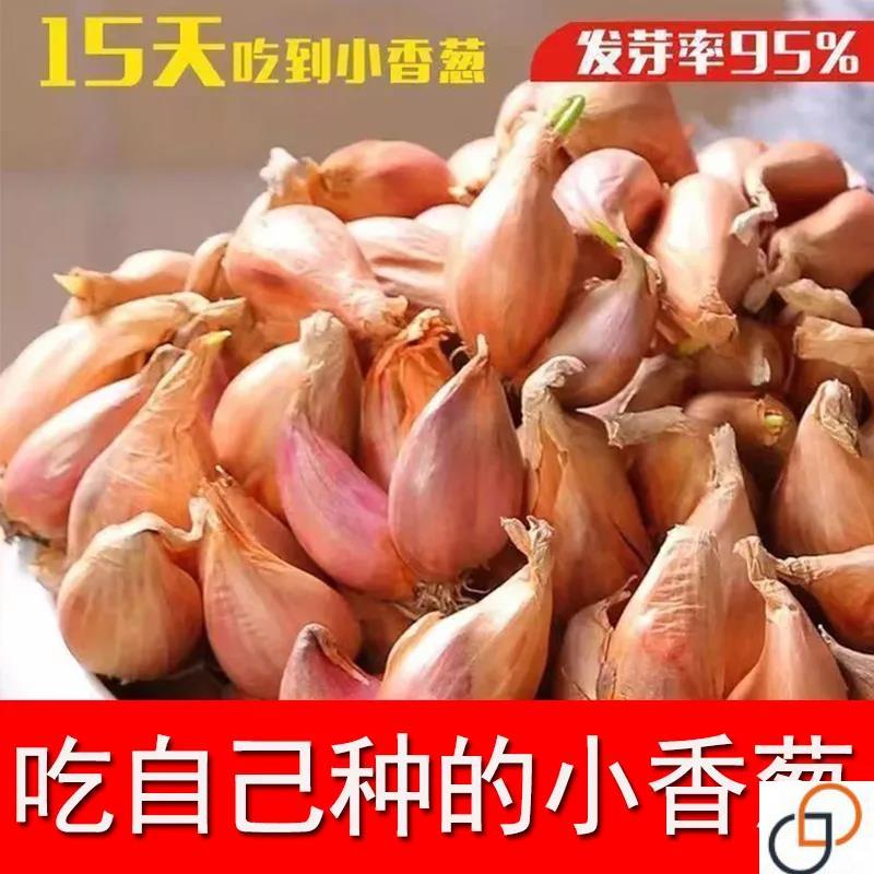 葱种孑四季小香子种头苗