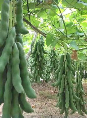 龙爪豆种子狗爪豆猫豆狗儿豆菜狗仔豆 巴马白黎豆龙爪豆有骨种籽