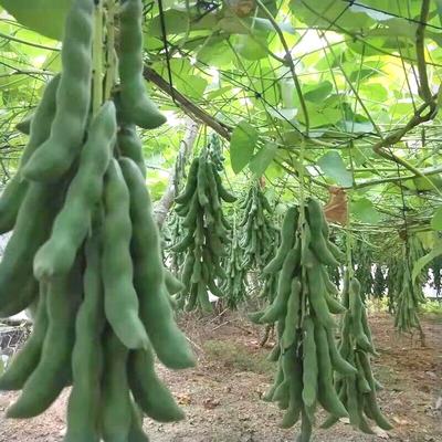 龙爪豆种子狗爪豆猫豆狗儿豆菜狗仔豆 巴马白黎豆龙爪豆有骨种籽